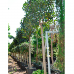Ficus Australis