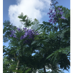 Jacaranda Mimosifolia