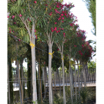 Nerium Oleander - Oleandro