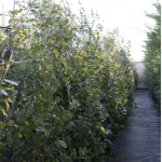 Quercus Ilex (Leccio)