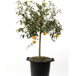 Citrus Reticulata - Mandarino