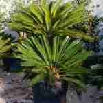 Tutto Sulla Cycas. 7 Domande E 7 Risposte Sulla Cycas Che Devi Conoscere