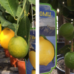 Limone Meyer & Limone Lunario
