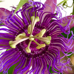 La Passiflora. Cura e Proprietà del Fiore della Passione