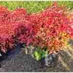 Nandina Fire Power una pianta natalizia alternativa