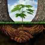 Il linguaggio segreto degli alberi