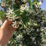 Il Rhyncospermum jasminoides o rincospermo, il falso gelsomino