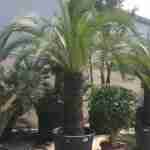 Tutto sulla Macrozamia Moorei