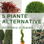5 Piante Alternative all'Albero di Natale