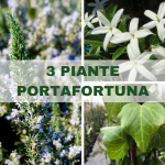 3 Piante Portafortuna per un 2018 strepitoso