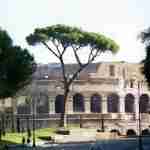 Il ritorno del Pino