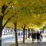 Come scegliere gli alberi per la città