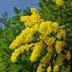 FESTA DELLA DONNA: PERCHE' LA MIMOSA?