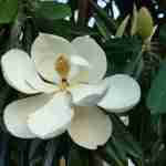 Dalla Philo alla Pilosissima; Le tante varietà di Magnolia