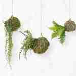 I Giardini sospesi; gli String Garden.