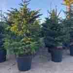 Quale albero di Natale scegliere