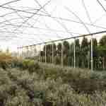 LA GUIDA DEFINITIVA PER IL TUO GIARDINO: Vademecum del Verde