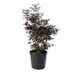 Acero Palmatum Fireglow