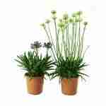 Agapanthus African Lily