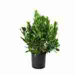Arbutus Unedo
