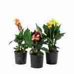Canna Indica