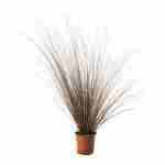Carex Rosso