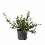 Escallonia