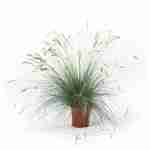 Festuca Glauca