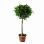 Ficus Nitida Alberetto