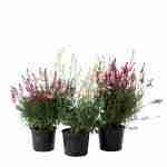 Gaura