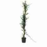 Gelsomino Azoricum (Jasminum)