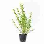 Ligustro Ovalifolia Aurea