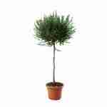 Myrtus Tarentina Alberetto