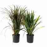 Phormium