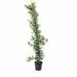 Rhyncospermum Jasminoides