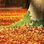 Cura e manutenzione del giardino d'inverno