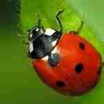 La sciamatura della Coccinella septempunctata