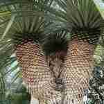 Tutto sulla Yucca Rostrata