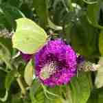Buddleja, l'albero delle farfalle