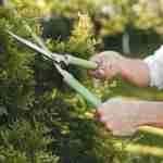 Boom del giardinaggio in Germania