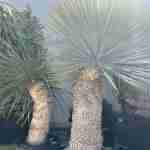 Cura, Coltivazione e Risposte alle 19 Domande Frequenti sulla Yucca Rostrata: La Regina del Giardino