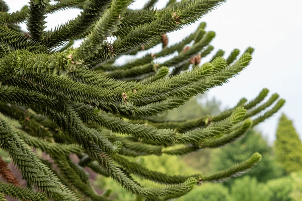 araucaria