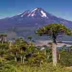 Guida Completa sull'Araucaria, un Tesoro Botanico