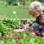 Idee sostenibili per coltivare piante in casa o in giardino, rispettando l'ambiente