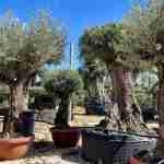 Alberi sempreverdi o caducifogli per il tuo giardino. Guida completa con 13 esemplari a confronto