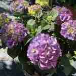 Hydrangea (Ortensia) dai fiori che assumono tonalità diverse