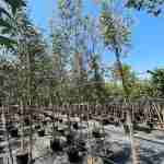 Eucalyptus rostrata: il gigante profumato che purifica l’aria