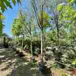 Tamarix ramosissima: la regina piumata dei giardini aridi
