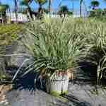Graminacee ornamentali: struttura, leggerezza e movimento in giardino