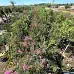 Lagerstroemia indica: coltivazione, fioritura e potatura del mirto crespo
